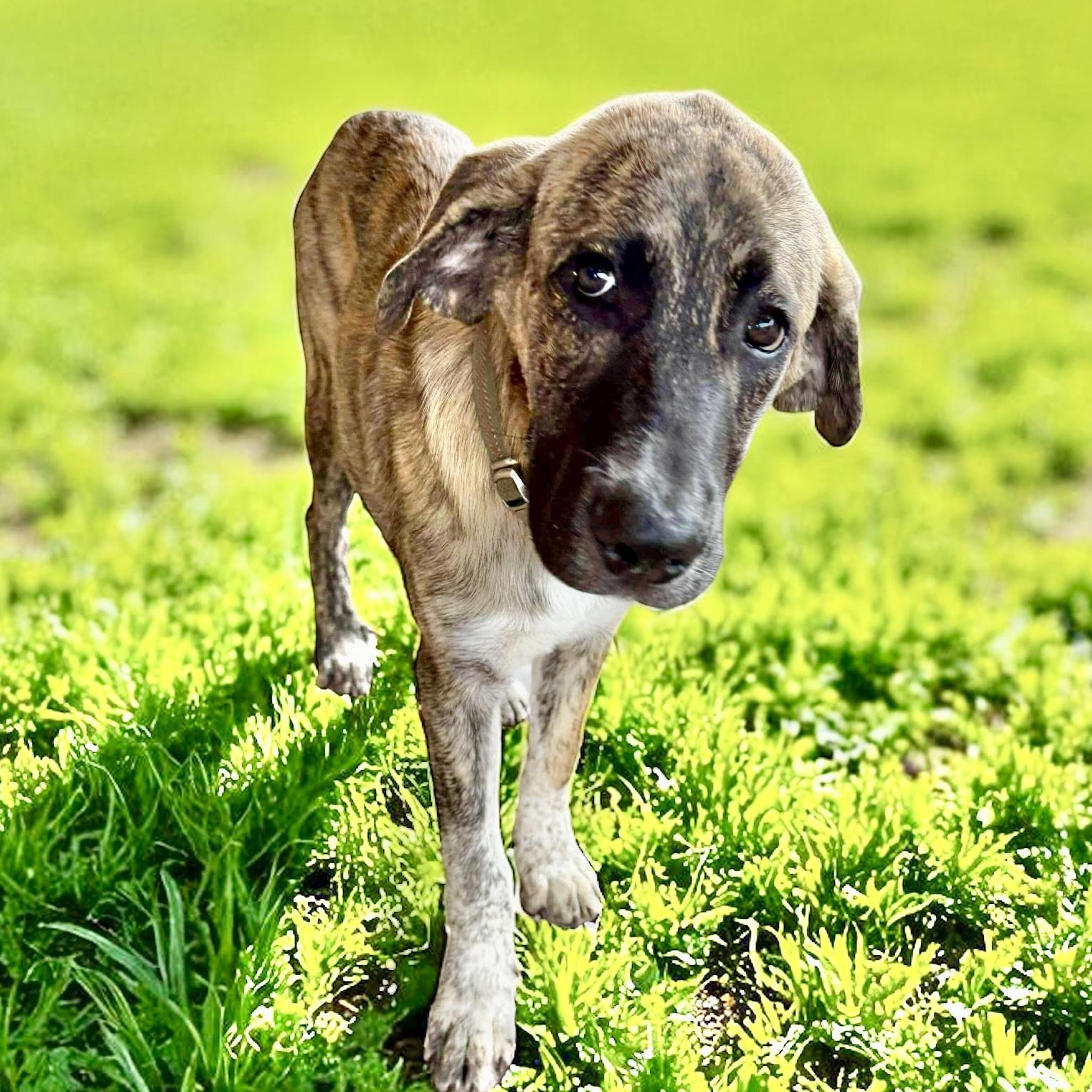 Nate, an adoptable Anatolian Shepherd in Jerome, ID, 83338 | Photo Image 3