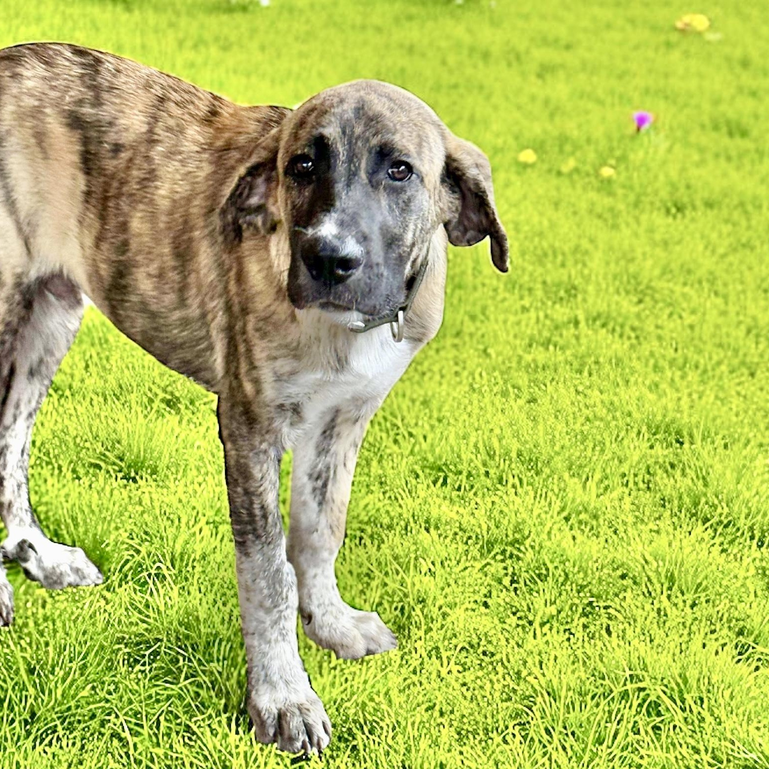 Nate, an adoptable Anatolian Shepherd in Jerome, ID, 83338 | Photo Image 4