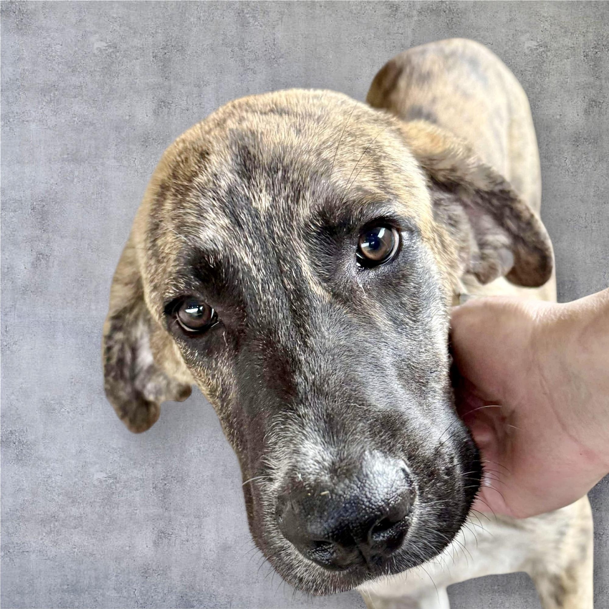 Nate, an adoptable Anatolian Shepherd in Jerome, ID, 83338 | Photo Image 2