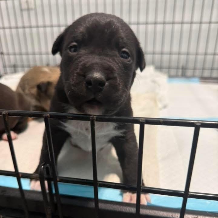 Enlarge Kellogg, a ADOPTABLE mixed breed in Grafton, OH image 3/3