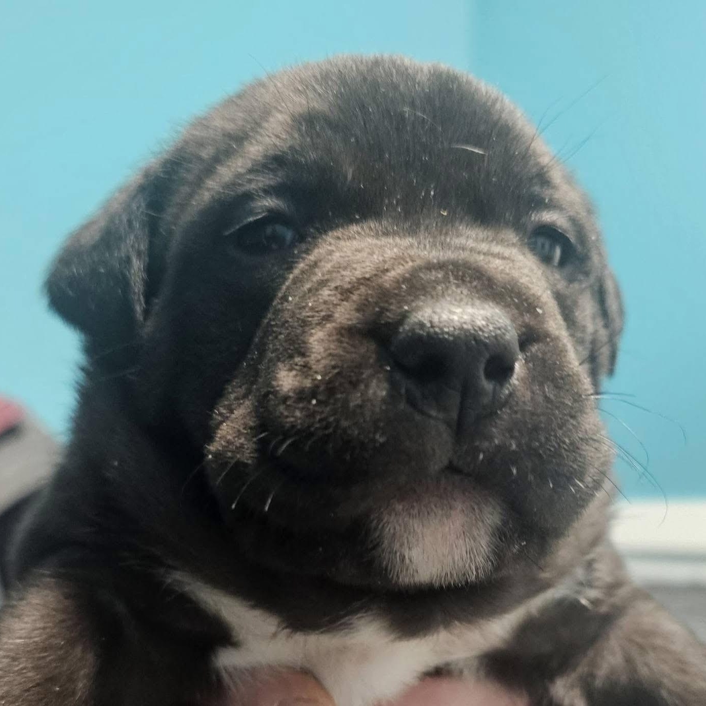 Kellogg, ADOPTABLE, Puppy Male Boxer.