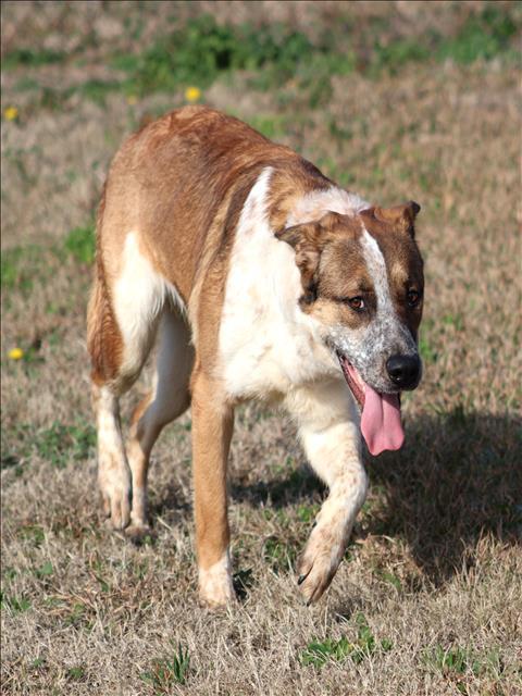 BUBBA, Adoptable, Young Male Saint Bernard & Mixed Breed.