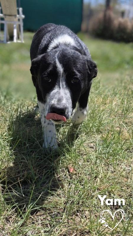 Enlarge Yam, a Adopted mixed breed in Monte Vista, CO image 1/1
