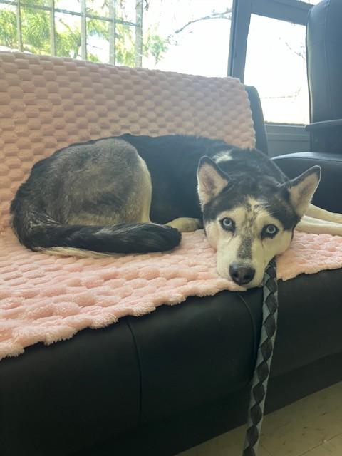 ORCA, Adoptable, Adult Female Siberian Husky.