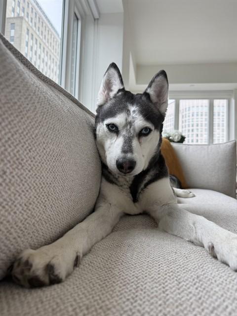 Enlarge ORCA, a Adoptable Siberian Husky in Boston, MA image 1/1