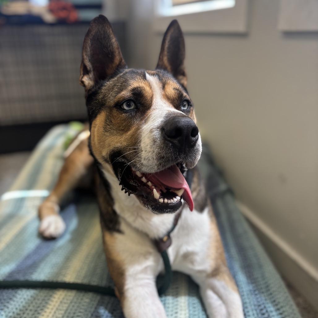 Buddy, a Adoptable mixed breed in Freeport, FL image 1/6