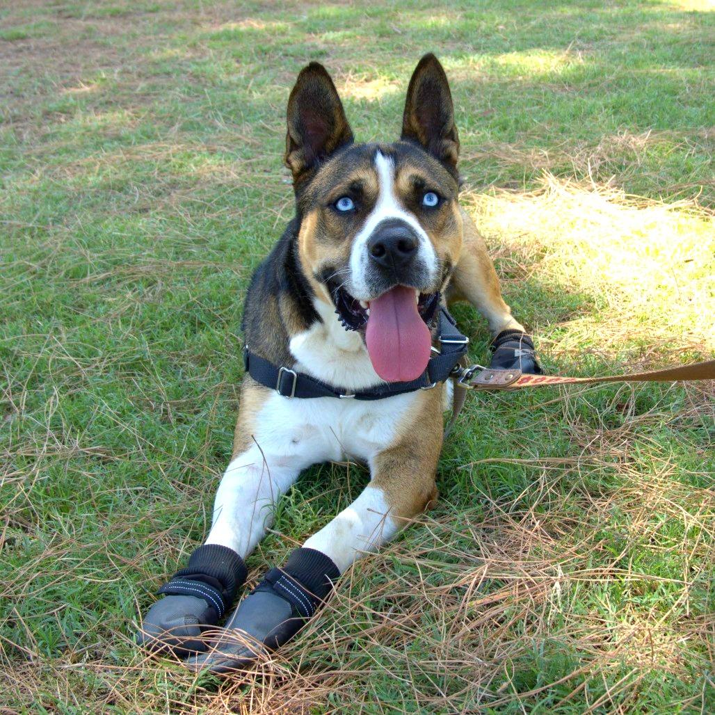 Buddy, a Adoptable mixed breed in Freeport, FL image 2/6