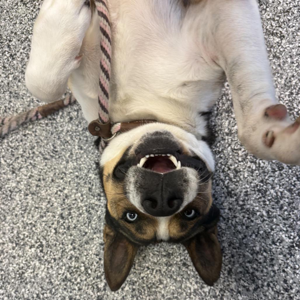 Buddy, a Adoptable mixed breed in Freeport, FL image 6/6