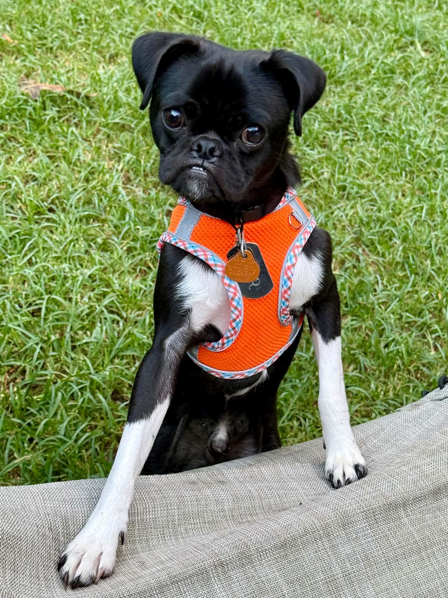 Thor, Adopted, Young Male Pug.
