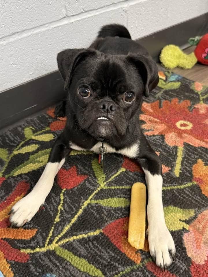 Enlarge Thor, a Adopted Pug in Lee's Summit, MO image 2/3