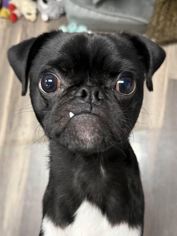 Enlarge Thor, a Adopted Pug in Lee's Summit, MO image 3/3