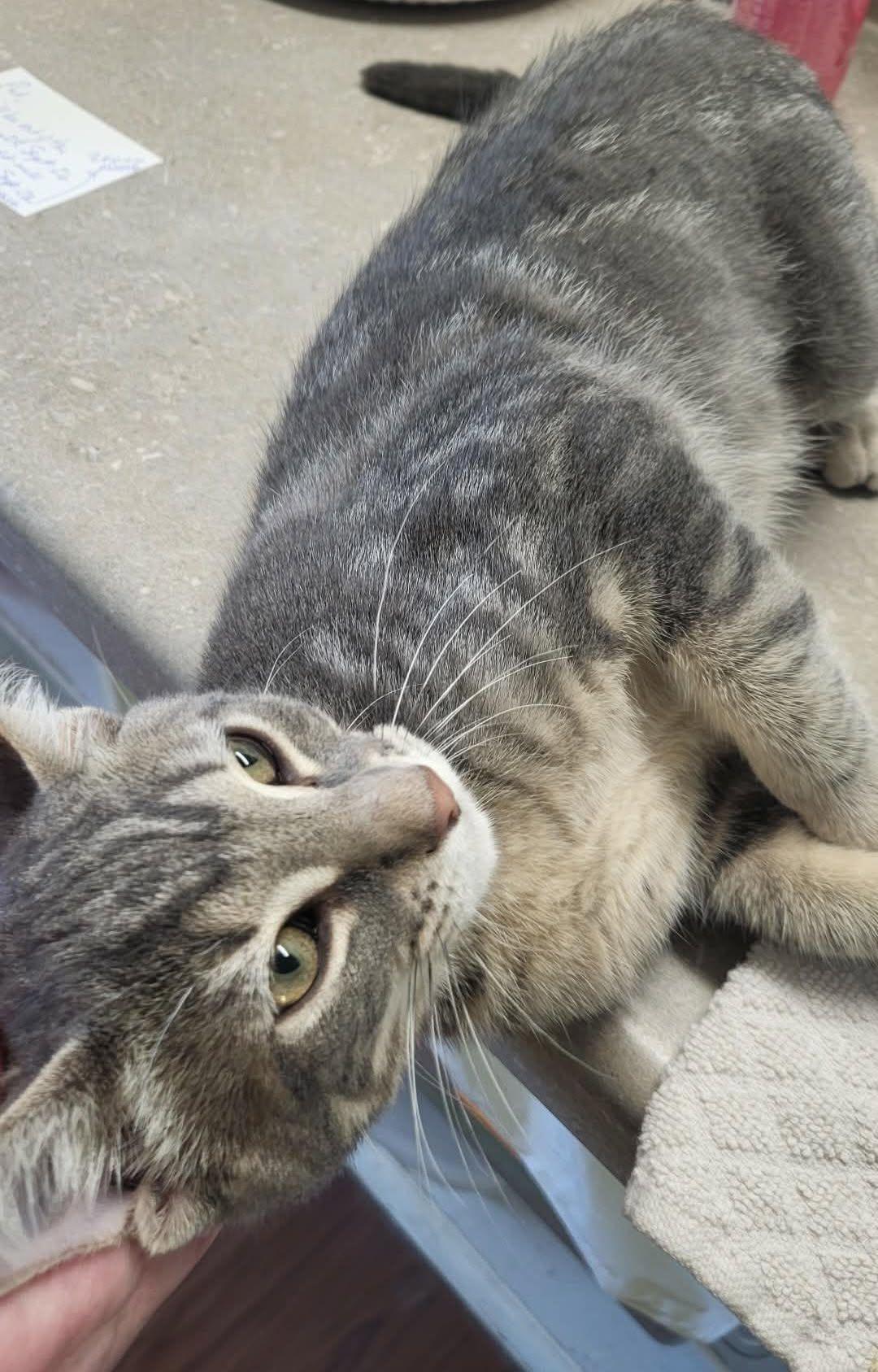 Enlarge Mellow, a Adoptable mixed breed in Wild Rose, WI image 2/3