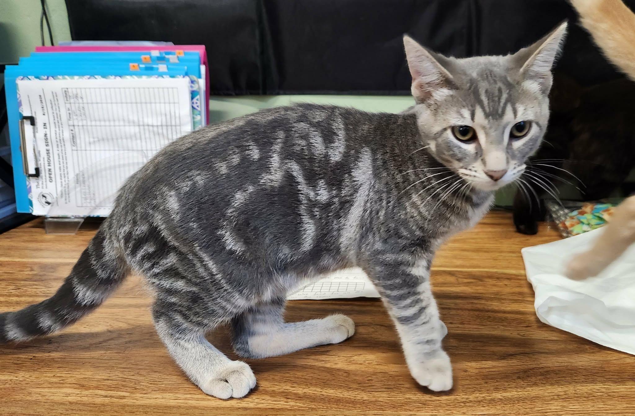 Enlarge Mellow, a Adoptable mixed breed in Wild Rose, WI image 3/3