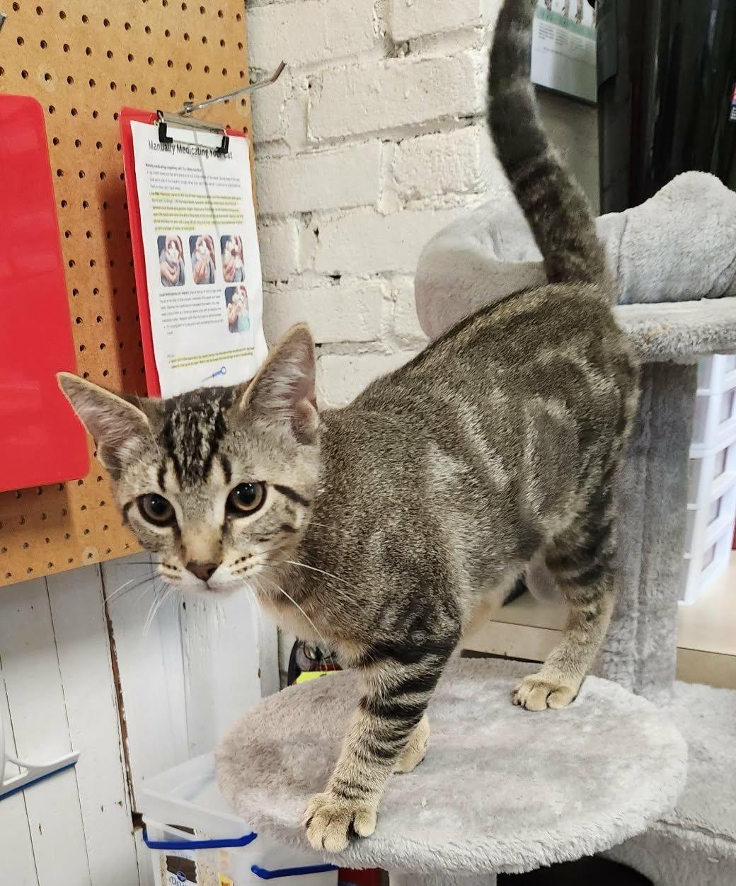 Enlarge Mellow, a Adoptable mixed breed in Wild Rose, WI image 1/3