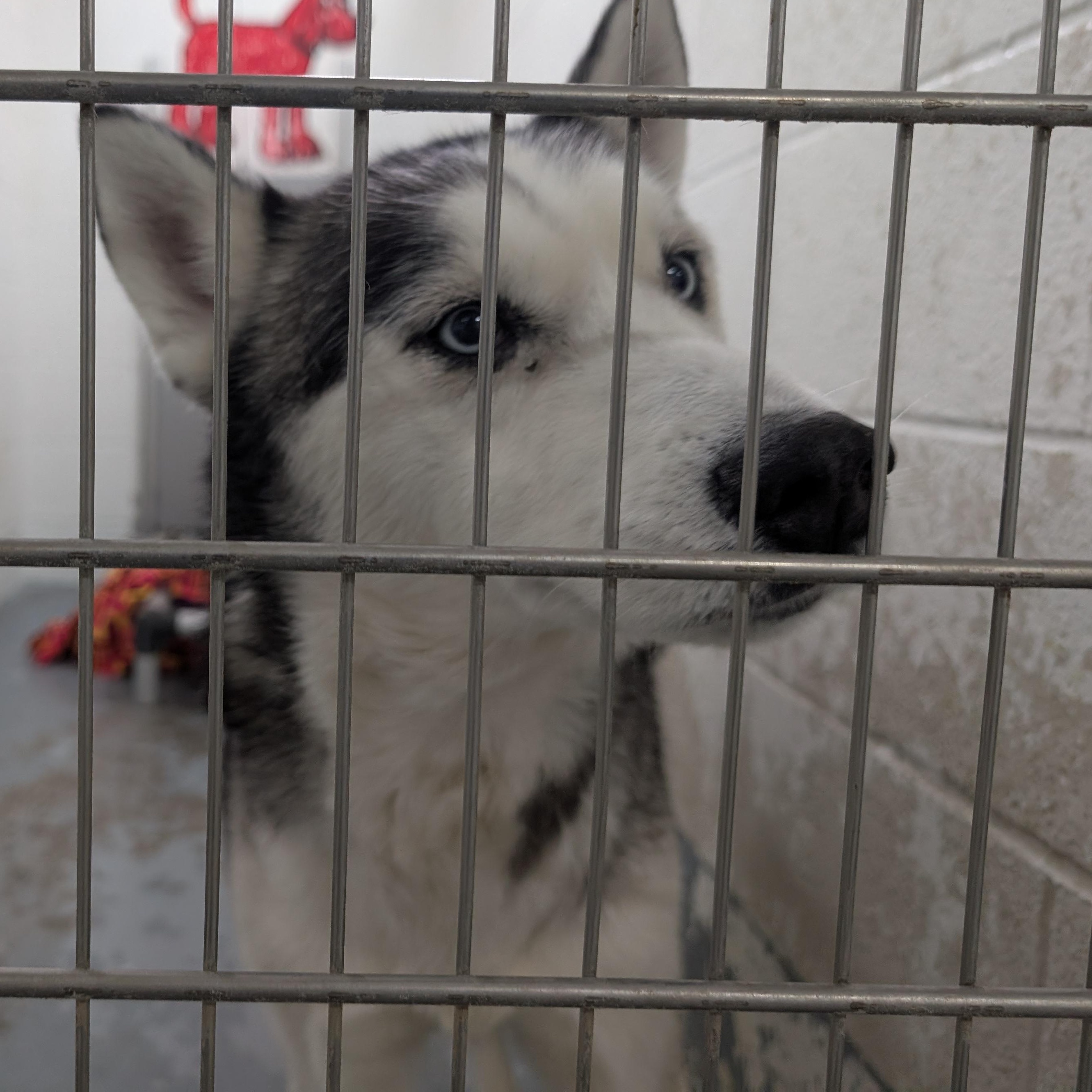 187998 Harry LOOKING FOR OWNER, ADOPTABLE, Adult Male Husky.