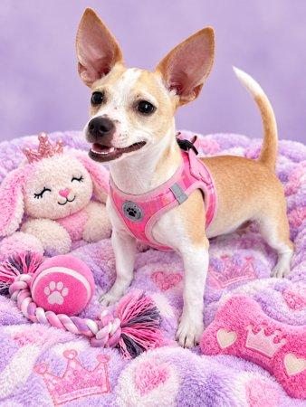 Lulu, Adoptable, Puppy Female Chihuahua.