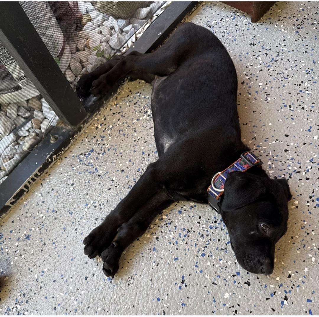Chomp, Adoptable, Puppy Male Black and Tan Coonhound & Rottweiler.