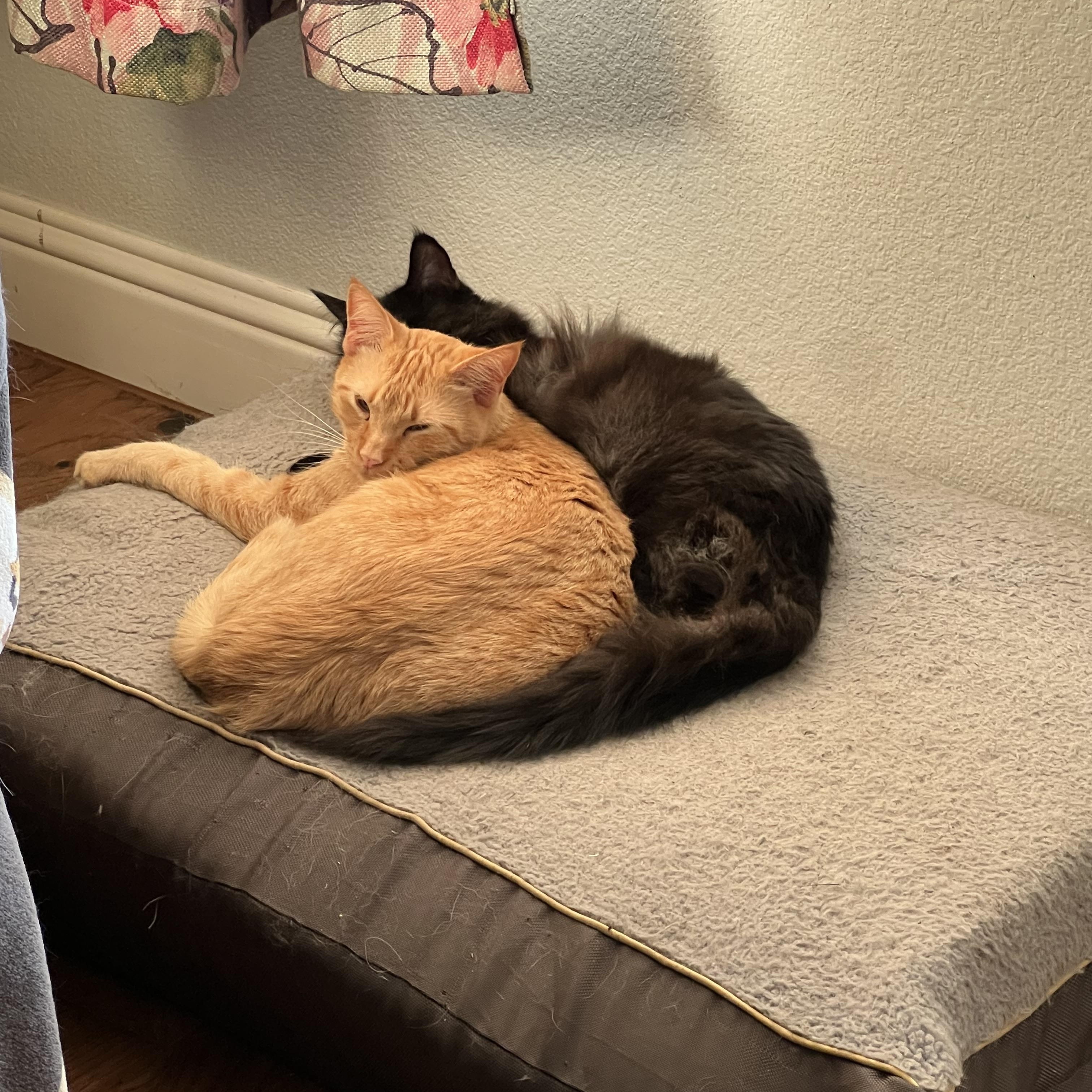 Fagan, Adoptable, Adult Male American Shorthair.