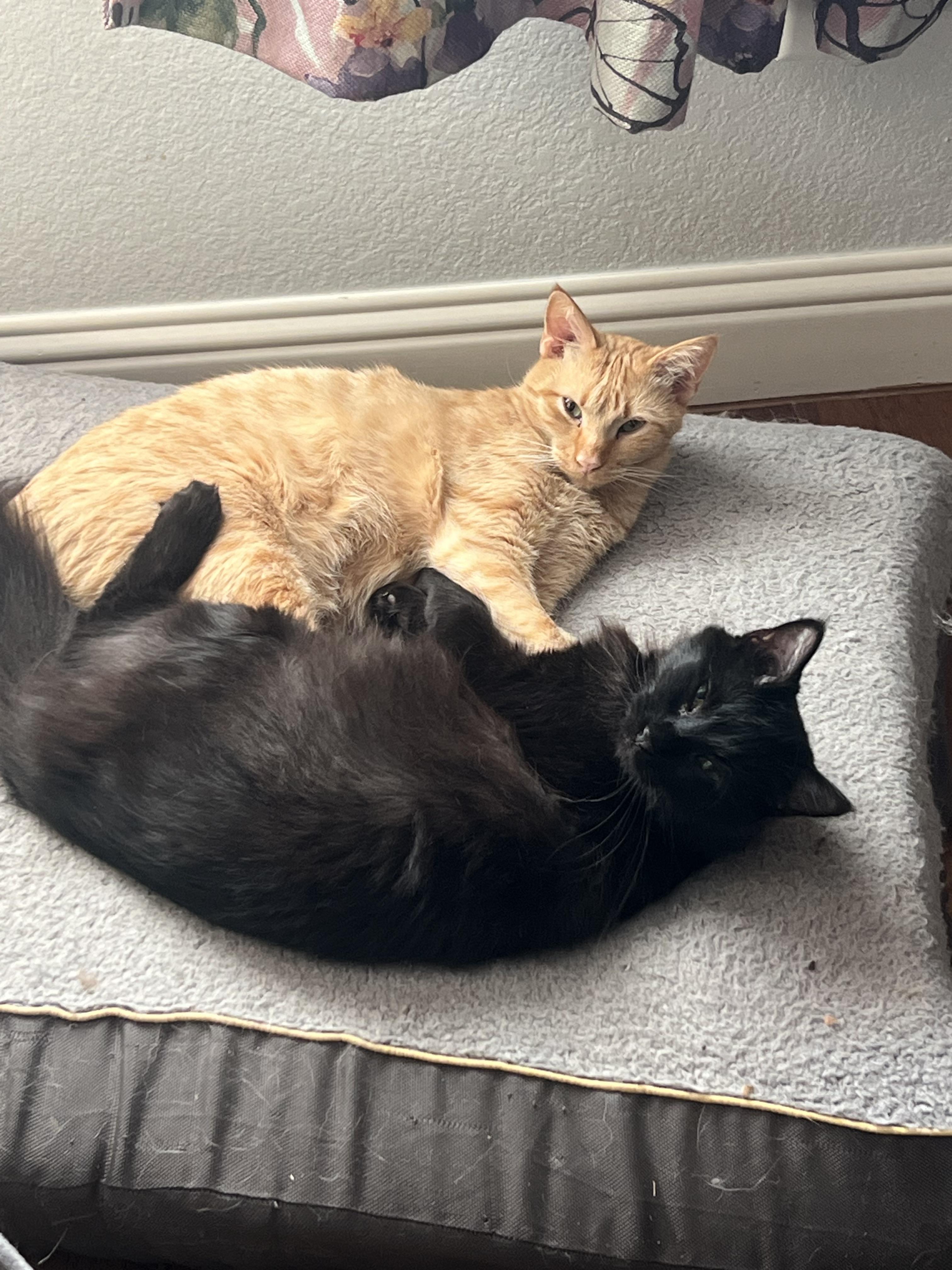 Enlarge Fagan, a Adoptable American Shorthair in Springtown, TX image 2/4