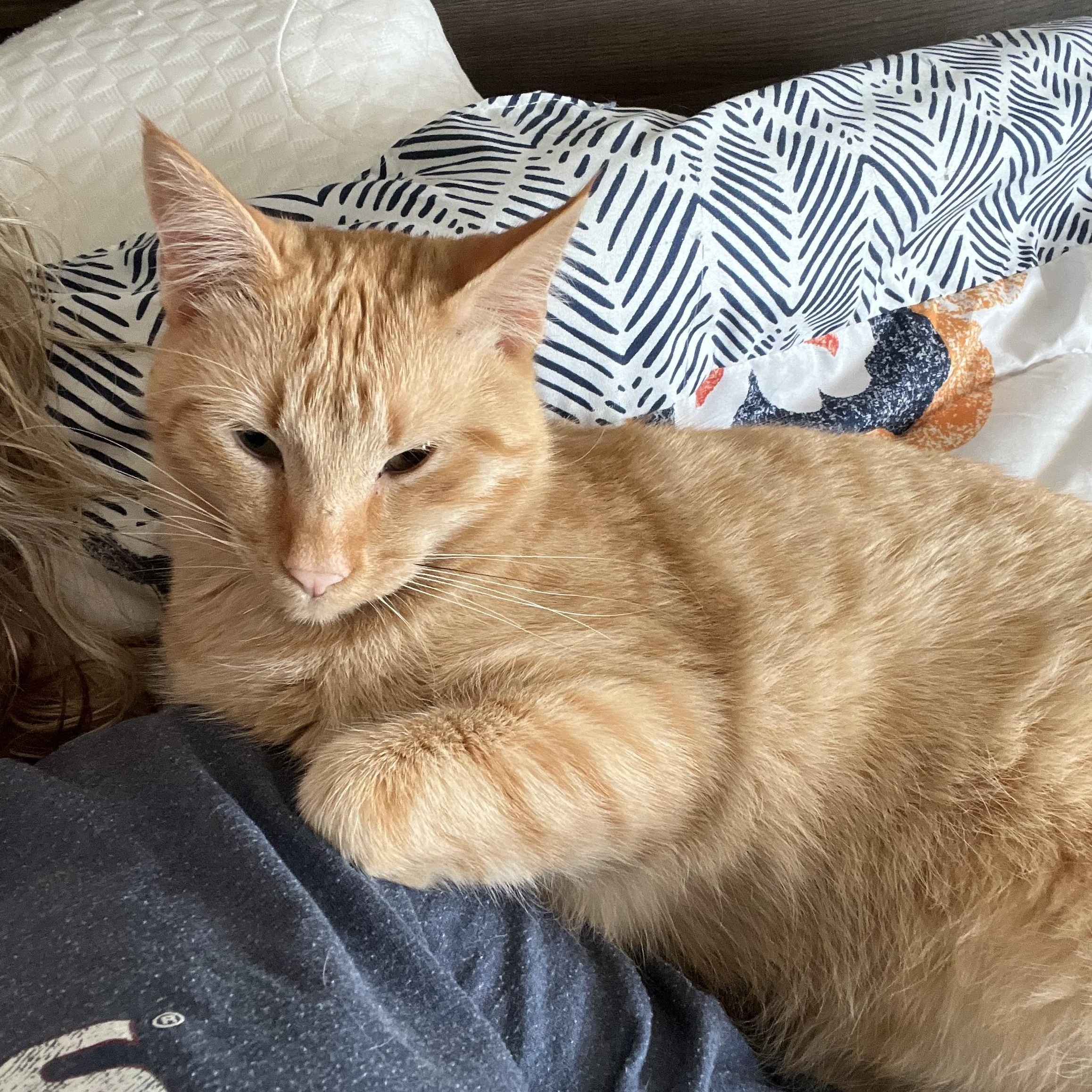 Enlarge Fagan, a Adoptable American Shorthair in Springtown, TX image 3/4