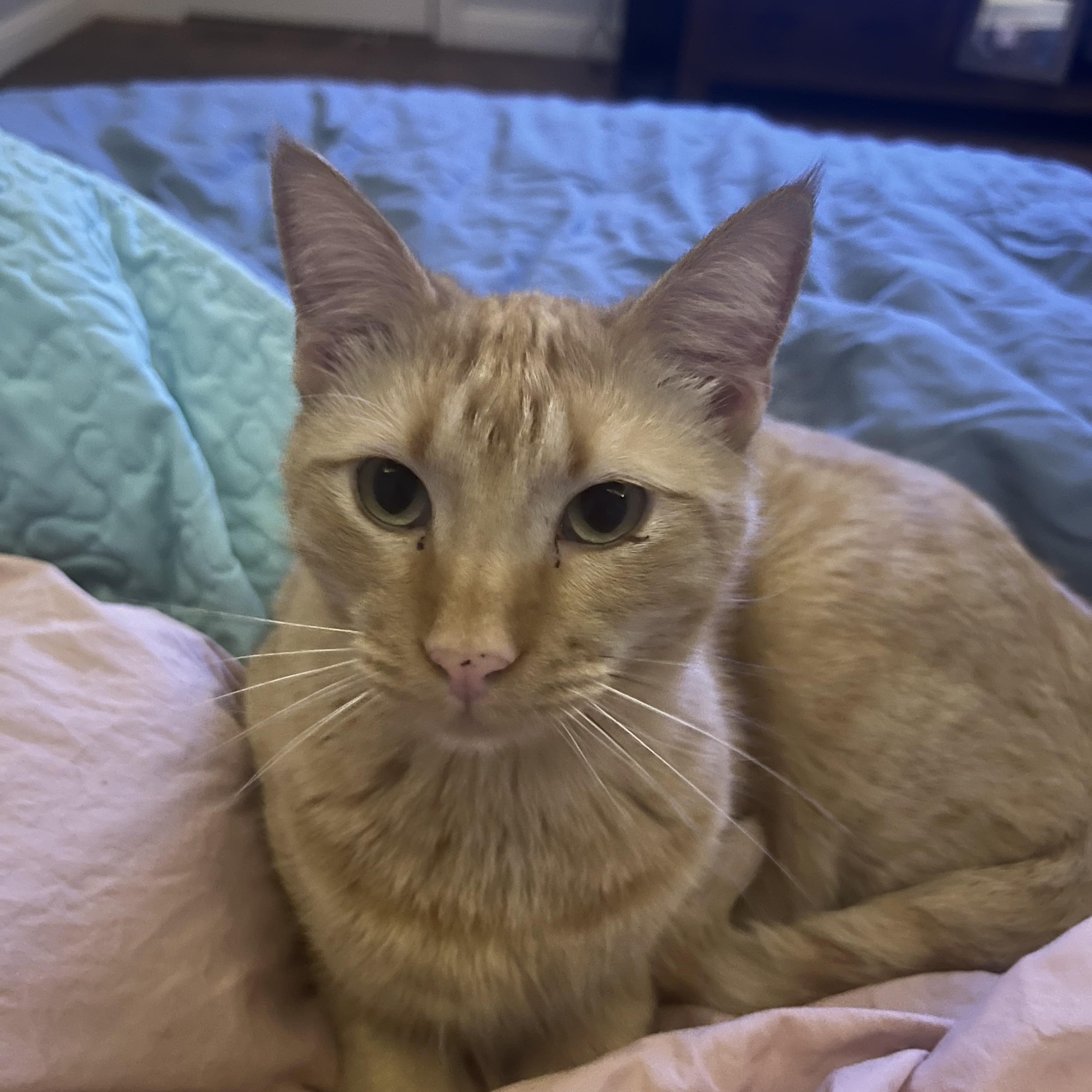 Enlarge Fagan, a Adoptable American Shorthair in Springtown, TX image 4/4