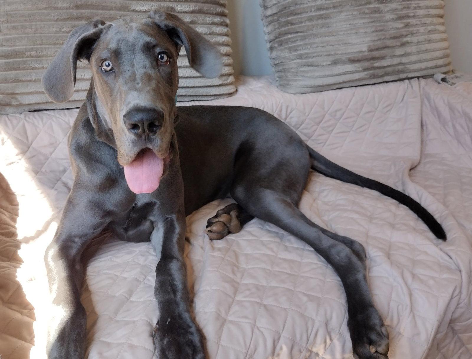 Huckleberry, Adoptable, Puppy Male Great Dane.