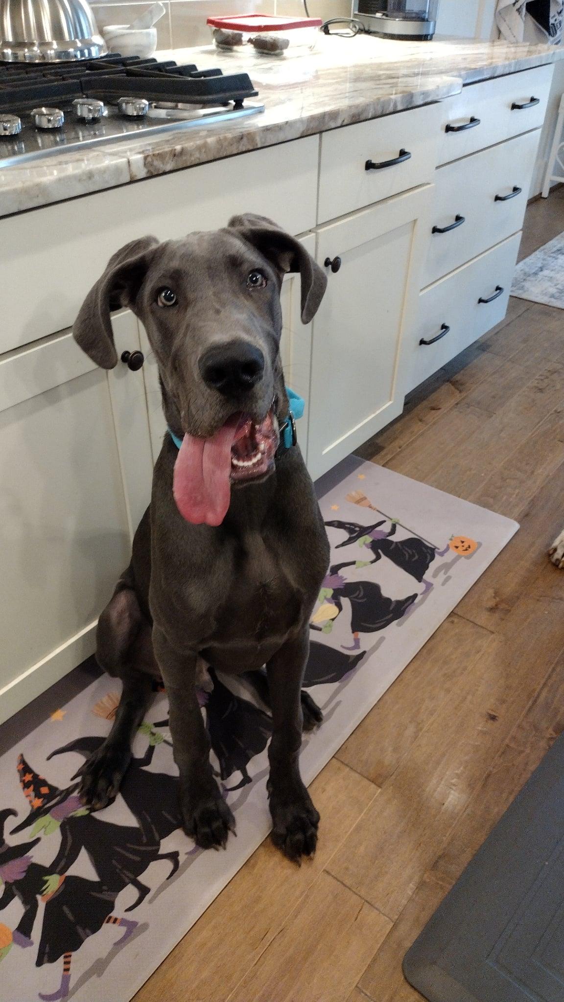 Enlarge Huckleberry, a Adoptable Great Dane in Iron Station, NC image 2/3