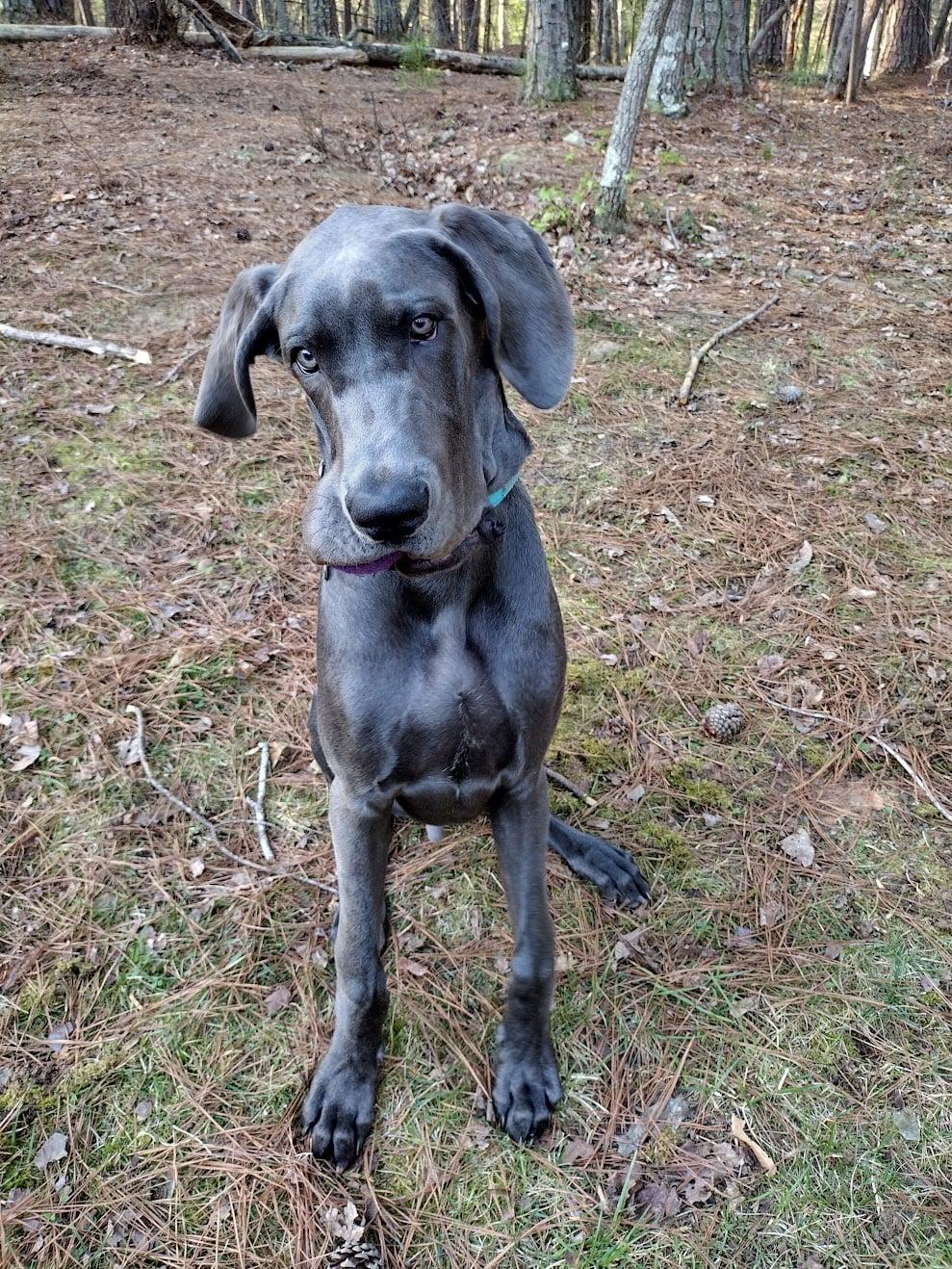 Enlarge Huckleberry, a Adoptable Great Dane in Iron Station, NC image 3/3