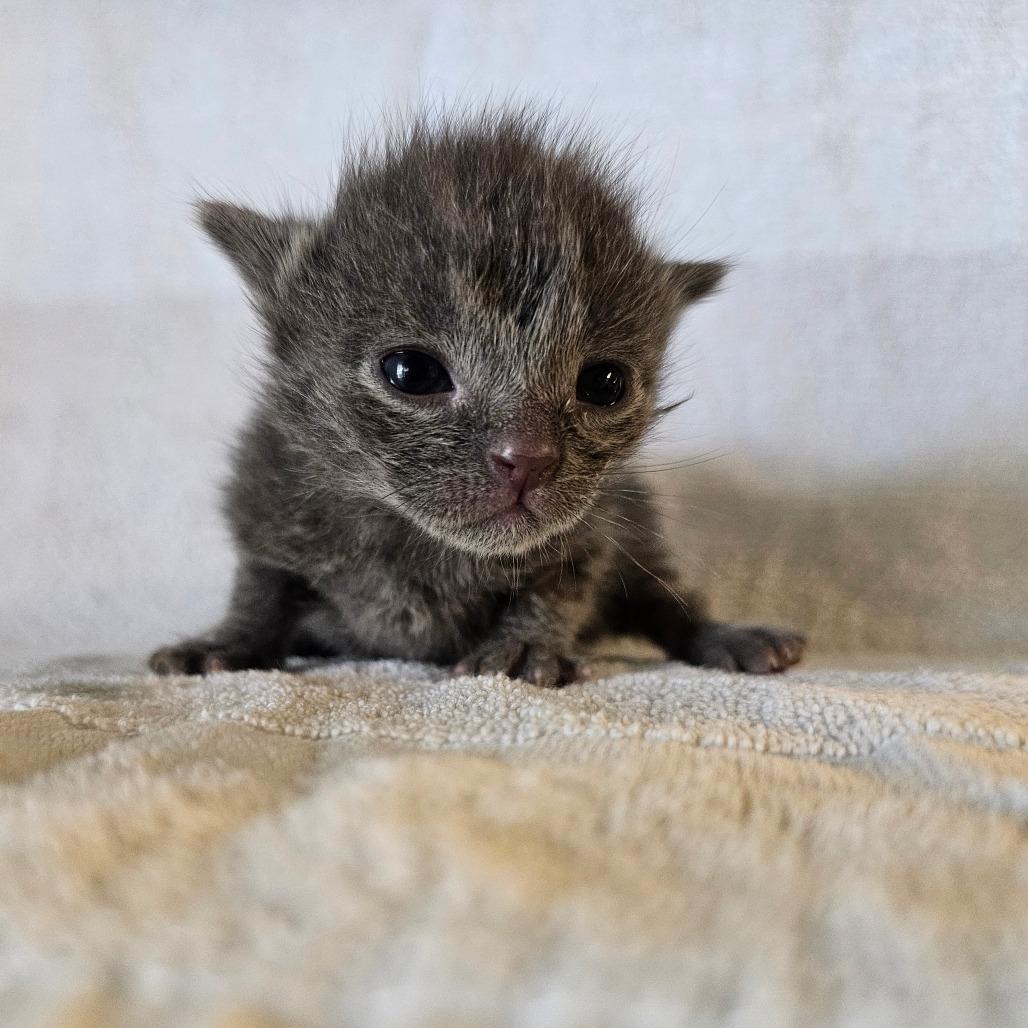 Slate, Adoptable, Kitten Male Domestic Short Hair.