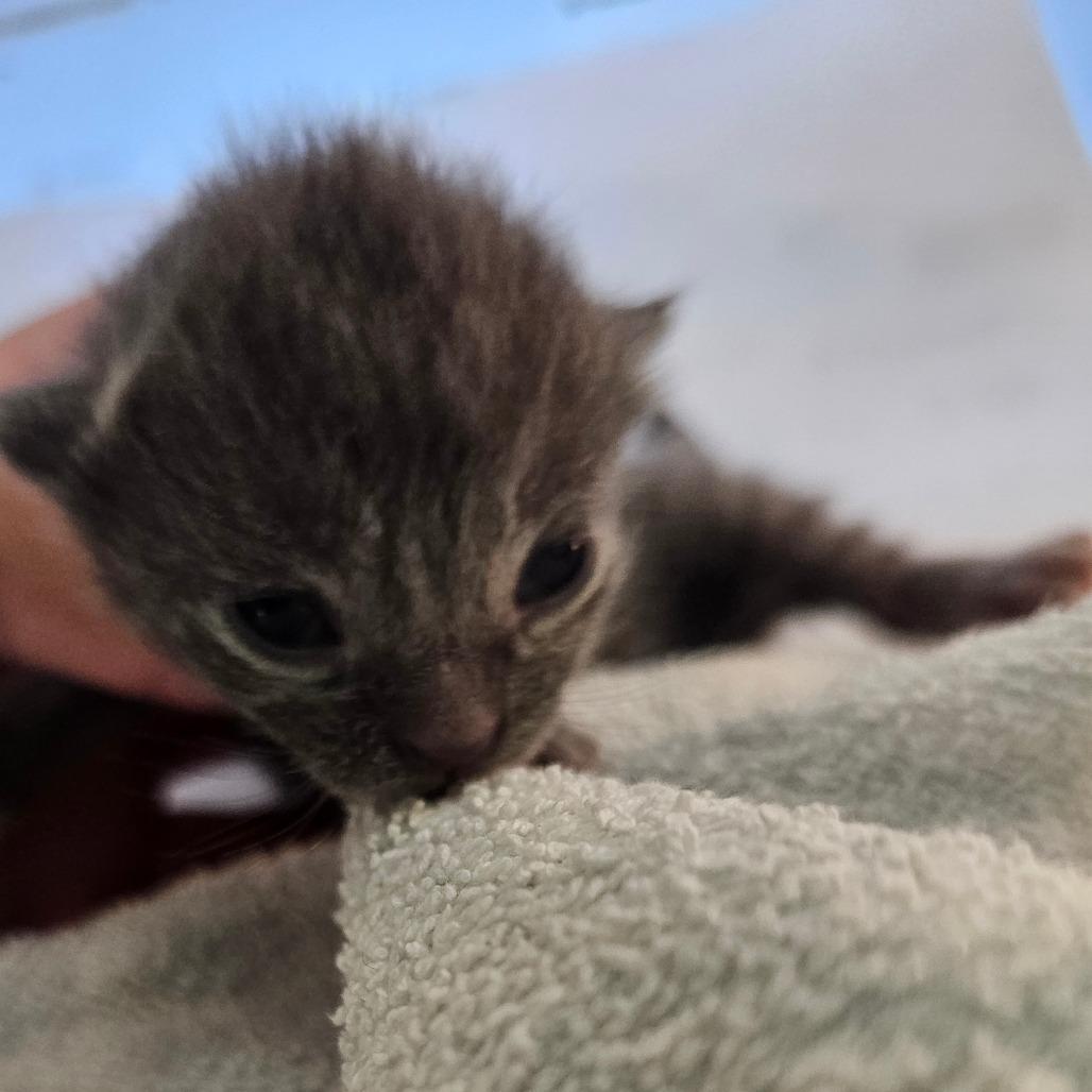 Enlarge Slate, a Adoptable Domestic Short Hair in Jefferson city, TN image 2/4