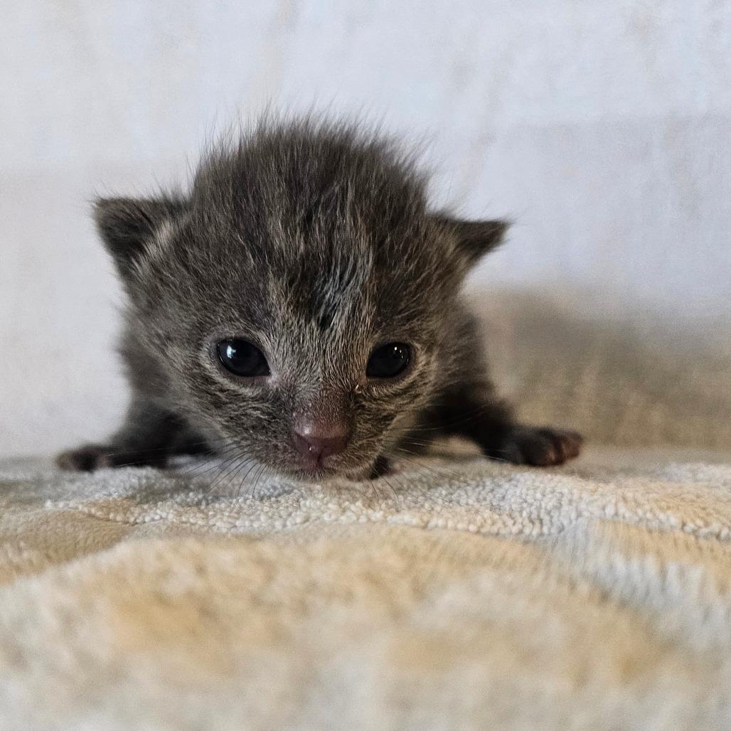 Enlarge Slate, a Adoptable Domestic Short Hair in Jefferson city, TN image 3/4