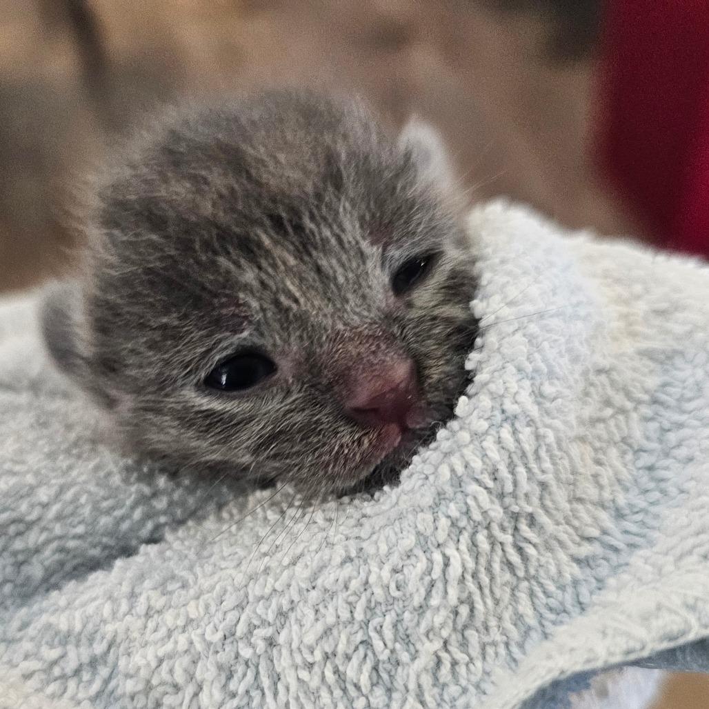 Enlarge Slate, a Adoptable Domestic Short Hair in Jefferson city, TN image 4/4