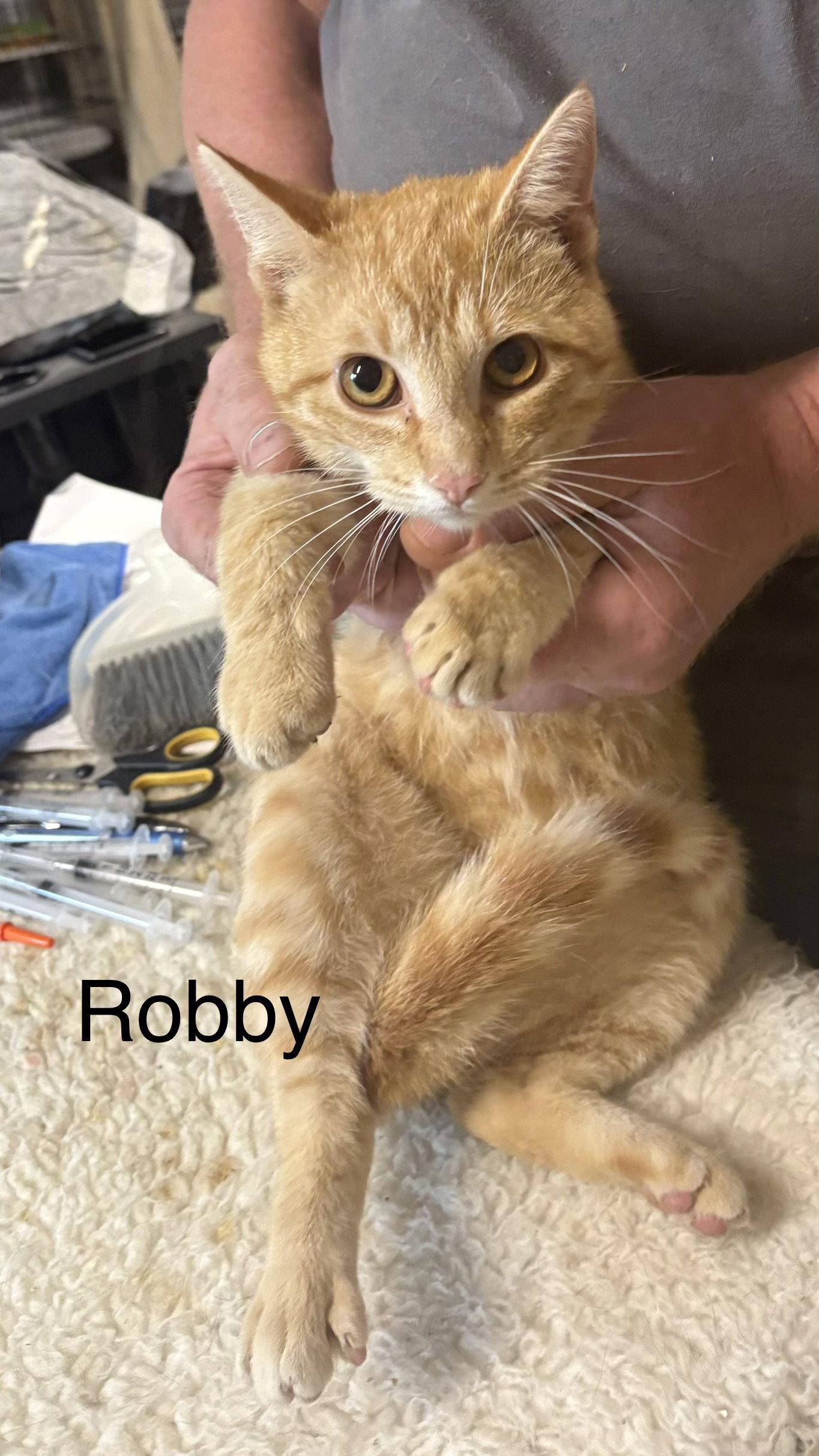 Enlarge Robby, a Adopted Domestic Short Hair in White Bluff, TN image 1/1