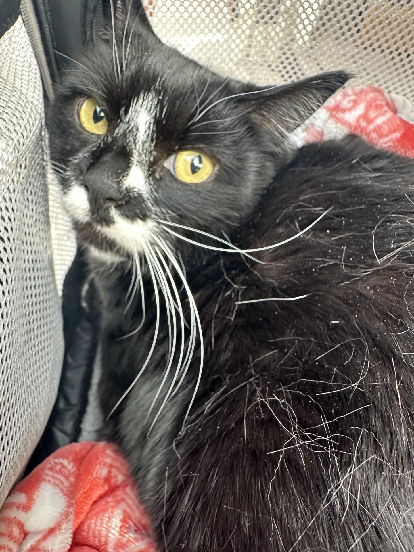 60553133, ADOPTABLE, Adult Female Domestic Short Hair.