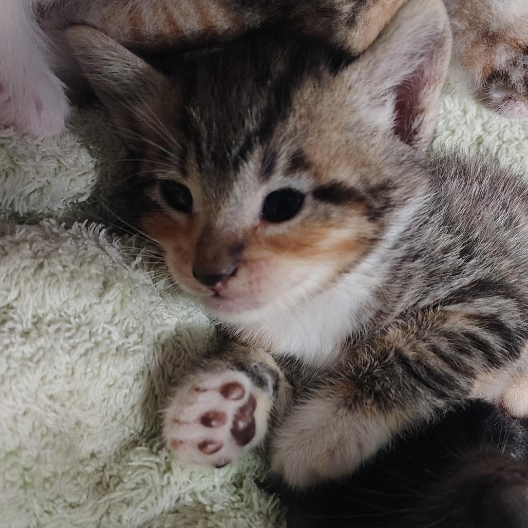 Enlarge Molly, a Adoptable Domestic Short Hair in Vieques, PR image 1/1