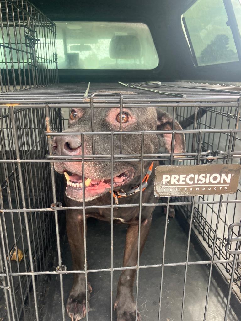 Enlarge Emit, a Adoptable mixed breed in Gallatin, TN image 3/3