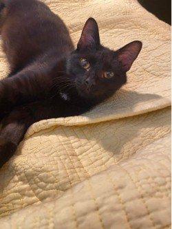 Freynan, Adoptable, Young Male Domestic Short Hair.