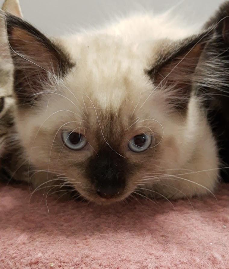 Enlarge Appa, a Adopted Siamese in Rockford, IL image 2/5