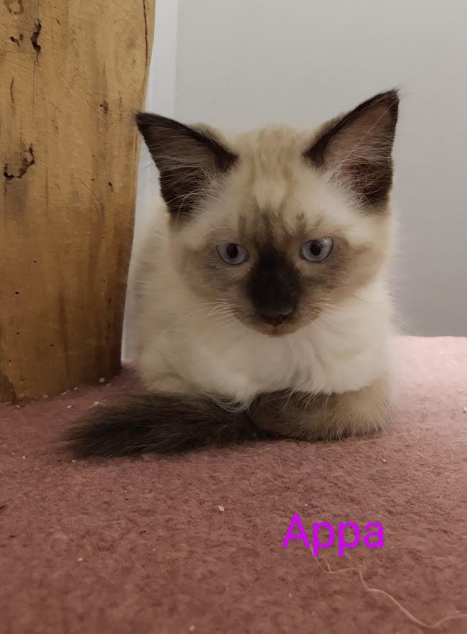 Enlarge Appa, a Adopted Siamese in Rockford, IL image 4/5