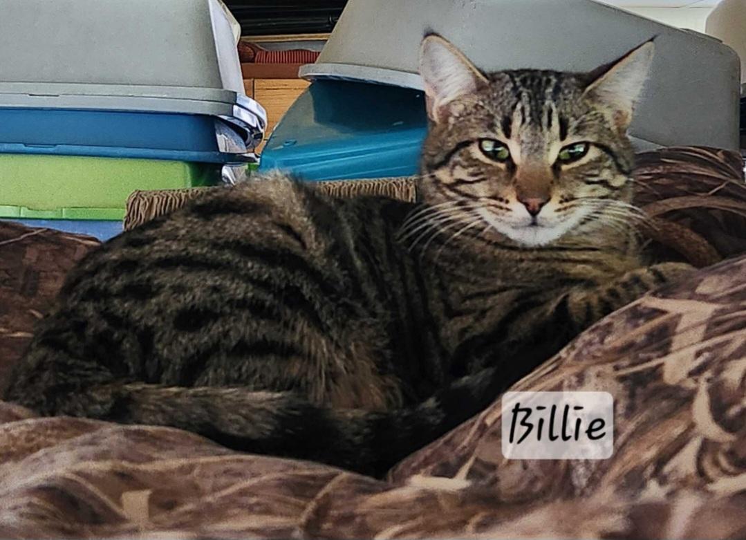 Enlarge Billie, a ADOPTABLE Domestic Short Hair in Durand, WI image 2/4