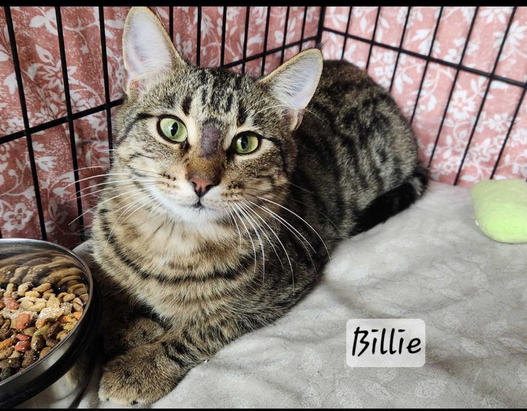 Enlarge Billie, a ADOPTABLE Domestic Short Hair in Durand, WI image 2/3