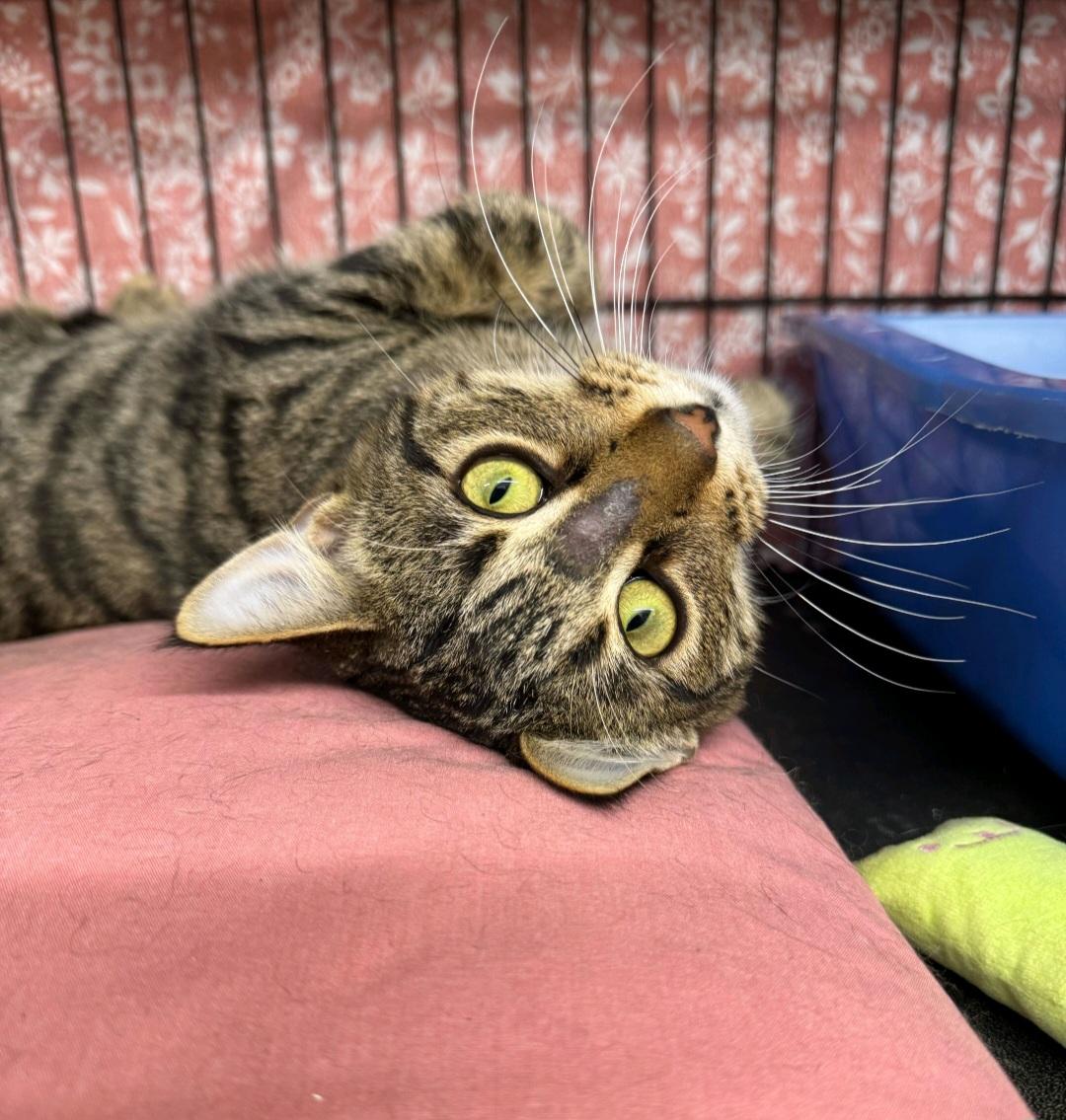 Billie, ADOPTABLE, Adult Male Domestic Short Hair.