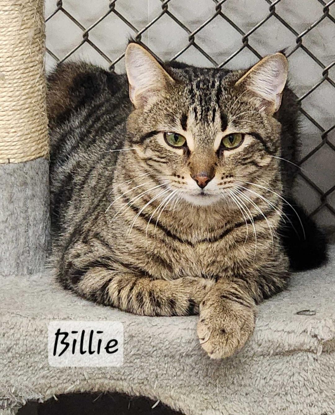 Enlarge Billie, a ADOPTABLE Domestic Short Hair in Durand, WI image 1/3