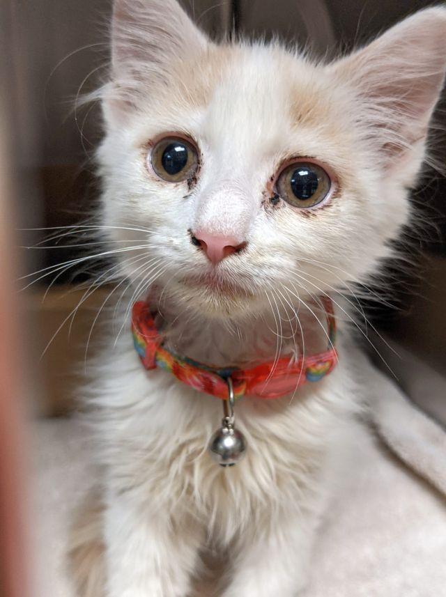 DASH, a Adoptable Domestic Medium Hair in Powder Springs, GA image 1/3