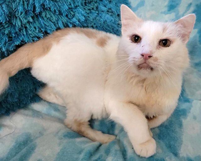 DASH, a Adoptable Domestic Medium Hair in Powder Springs, GA image 2/3