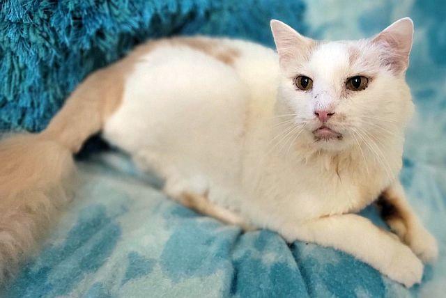 DASH, a Adoptable Domestic Medium Hair in Powder Springs, GA image 3/3