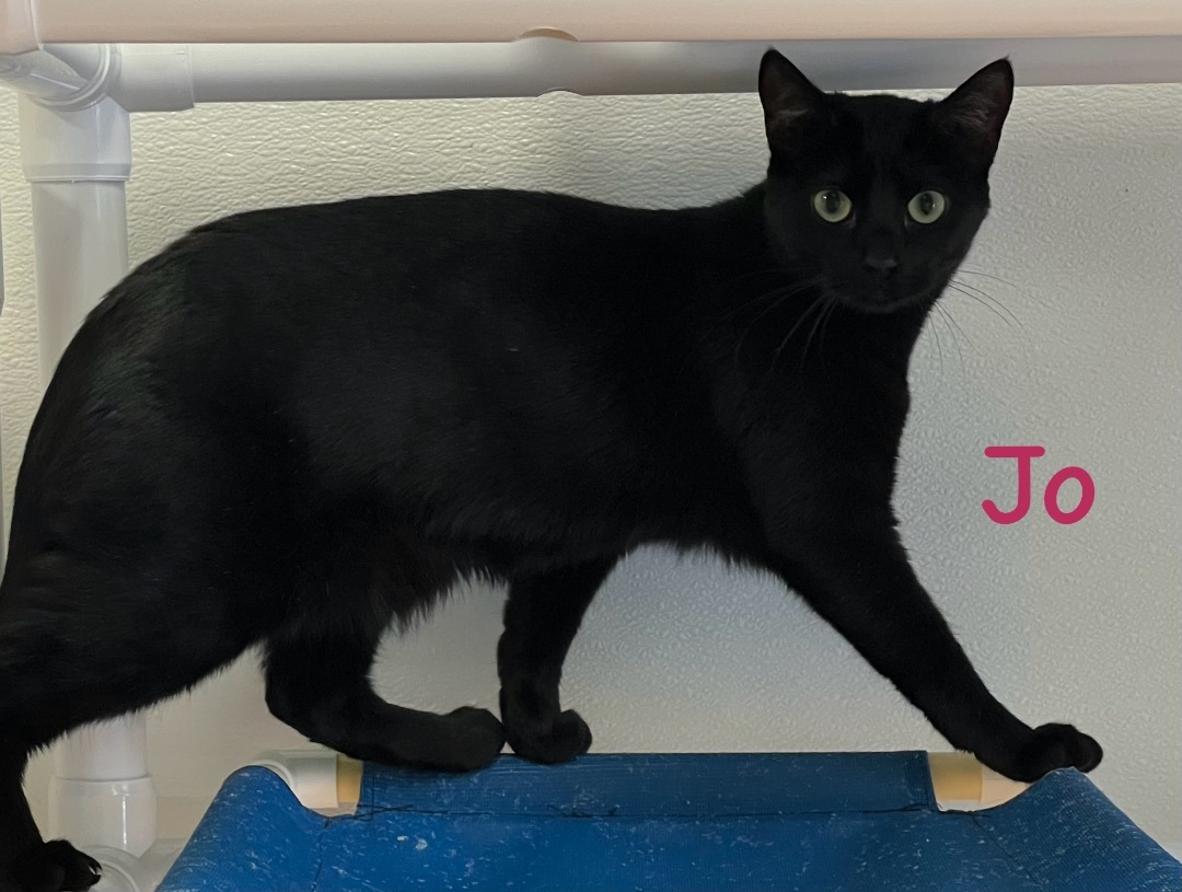 Jo