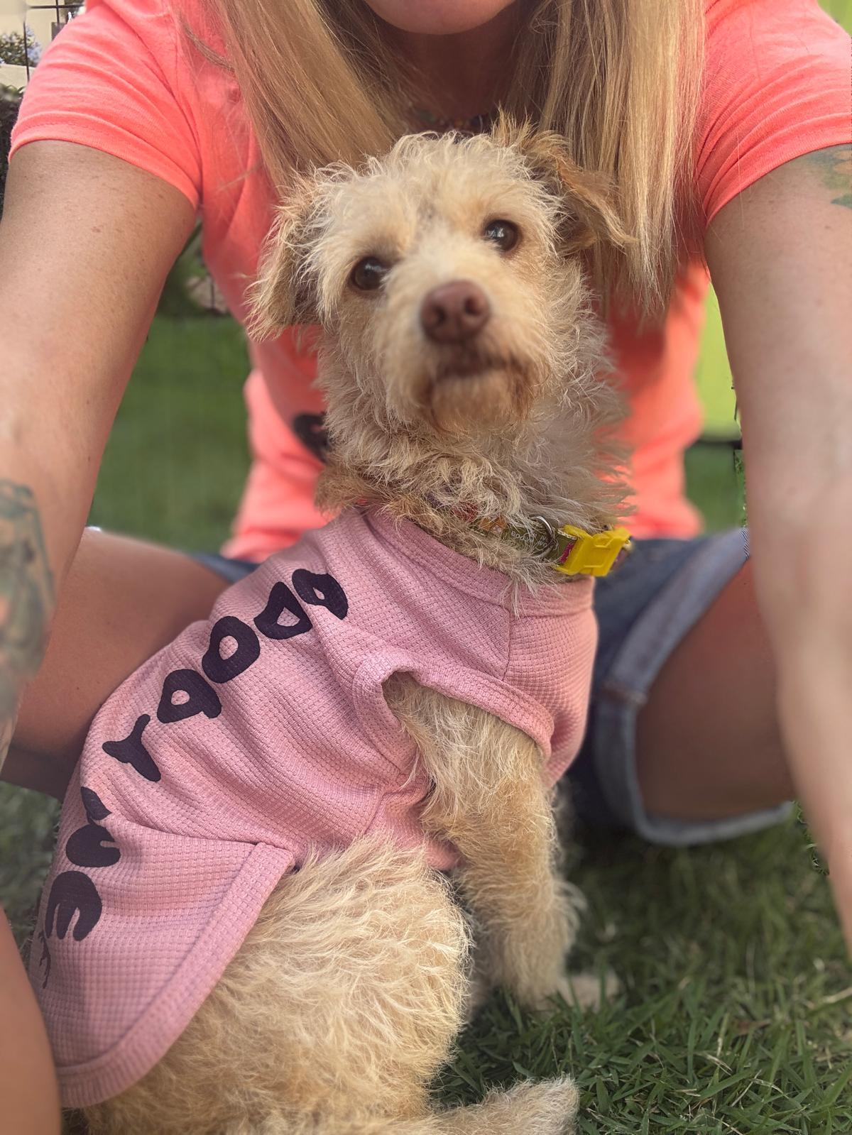 Enlarge Areli, an adopted Mixed Breed in Toronto, ON image 4/6