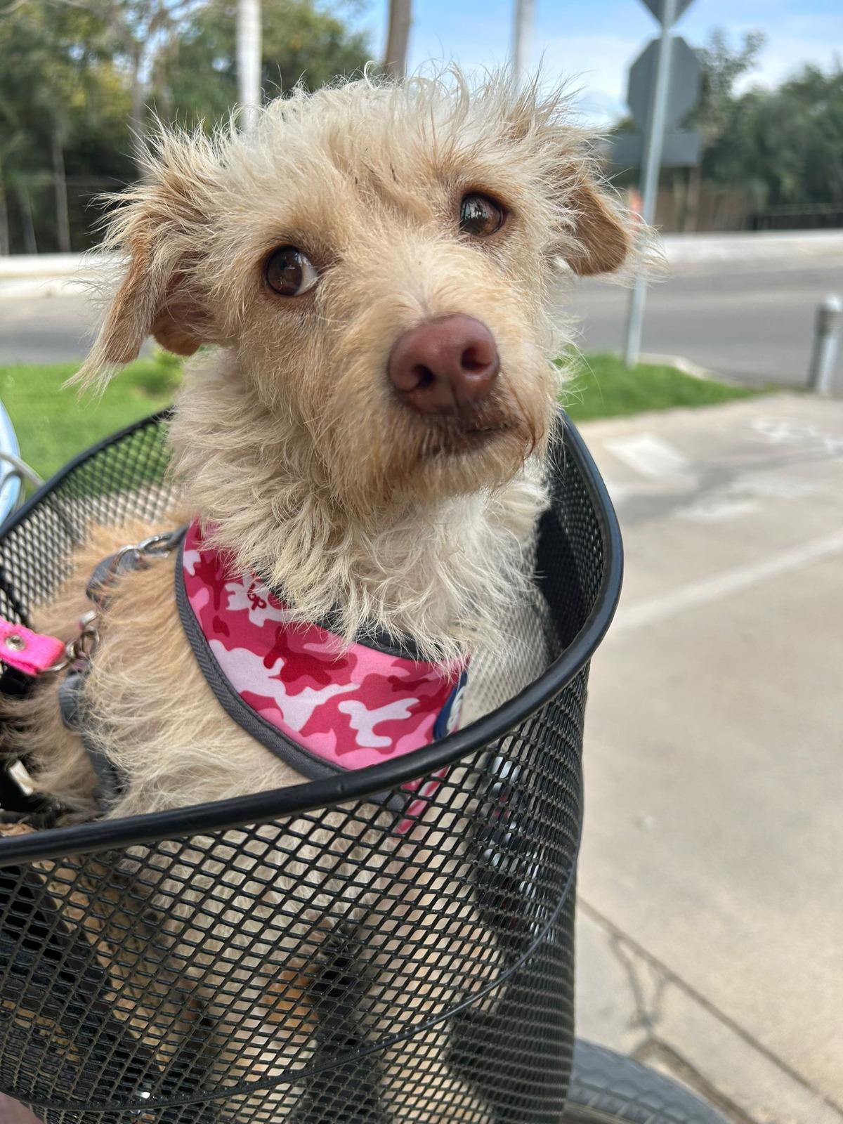 Enlarge Areli, an adopted Mixed Breed in Toronto, ON image 2/6