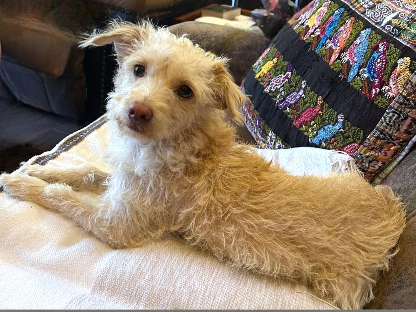 Enlarge Areli, an adopted Mixed Breed in Toronto, ON image 1/6